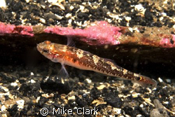 Goby
Nikon d70 with sigma 50mm lens and 2 strobes by Mike Clark 